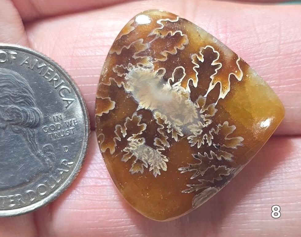 #8 Flash Ammonite Fossil