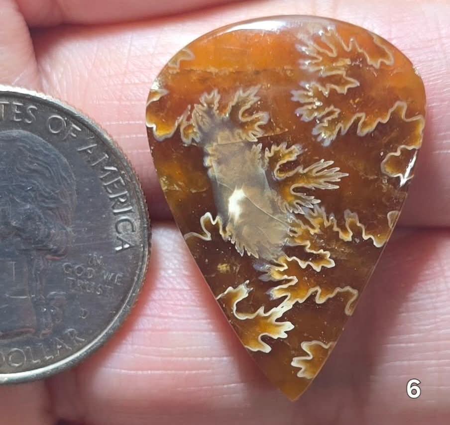 #6 Flash Ammonite Fossil