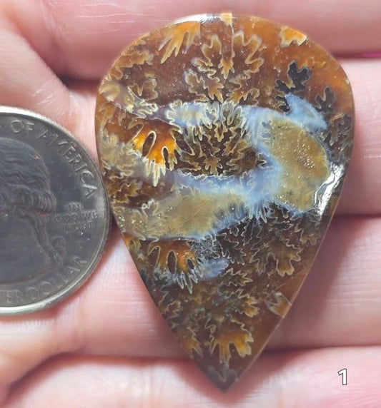 #1 Flash Ammonite Fossil