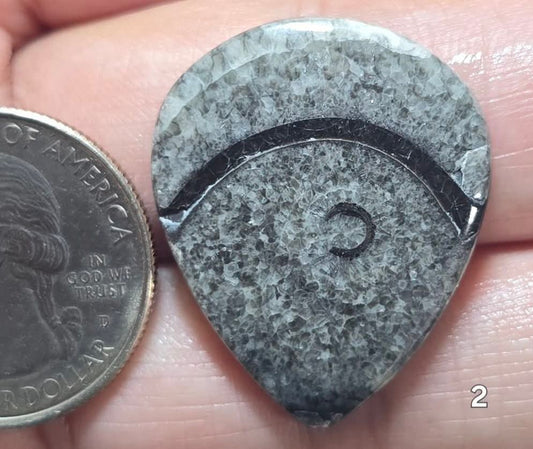 #2 Orthoceras Fossil