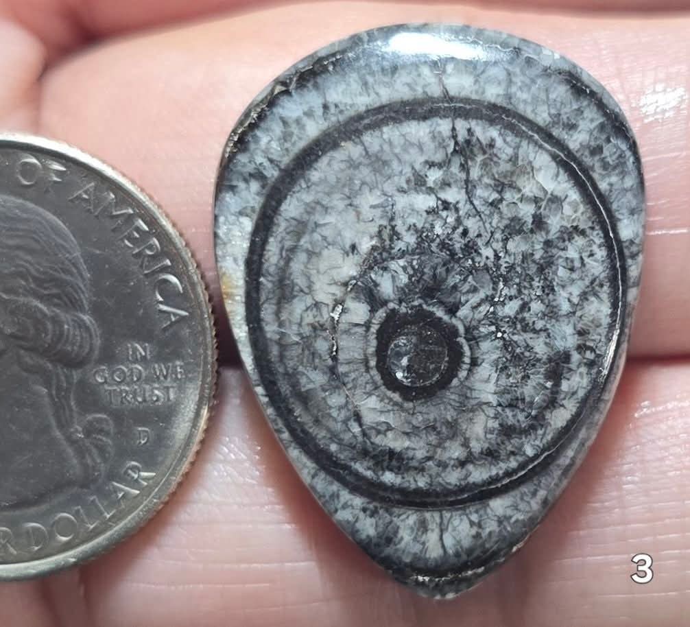 #3 Orthoceras Fossil