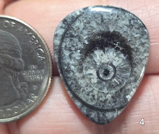 #4 Orthoceras Fossil