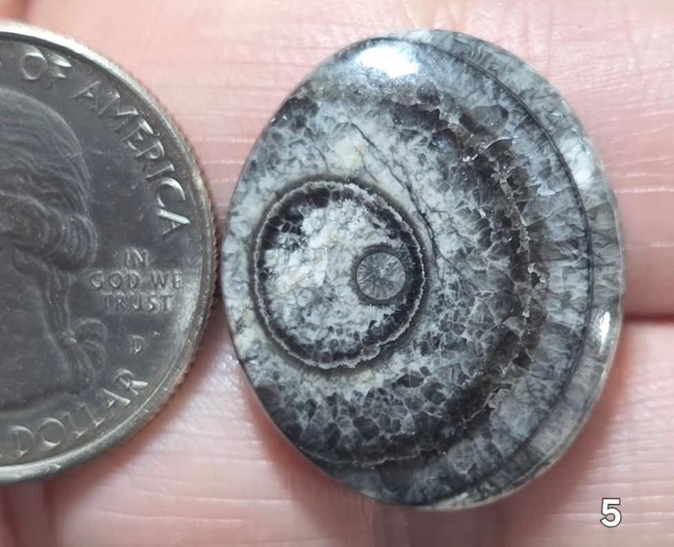 #5 Orthoceras Fossil