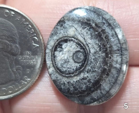 #5 Orthoceras Fossil