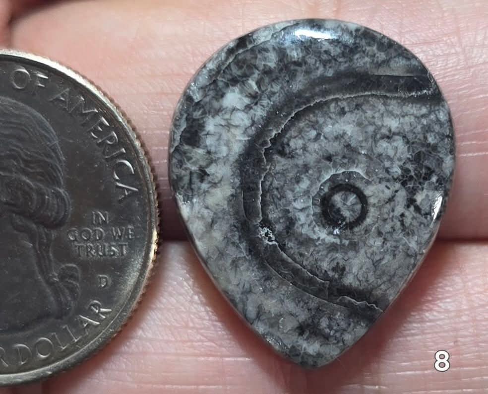 #8 Orthoceras Fossil