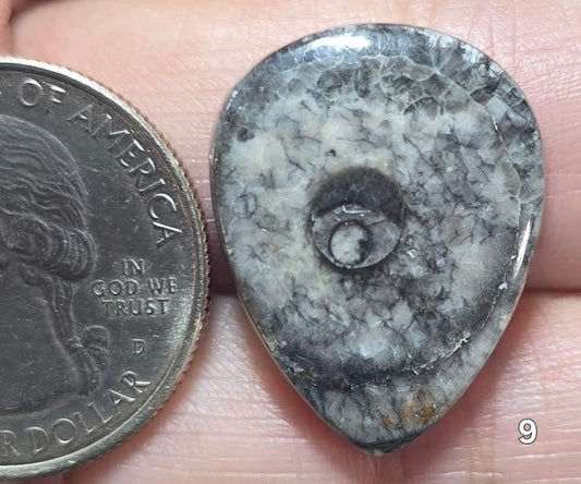 #9 Orthoceras Fossil