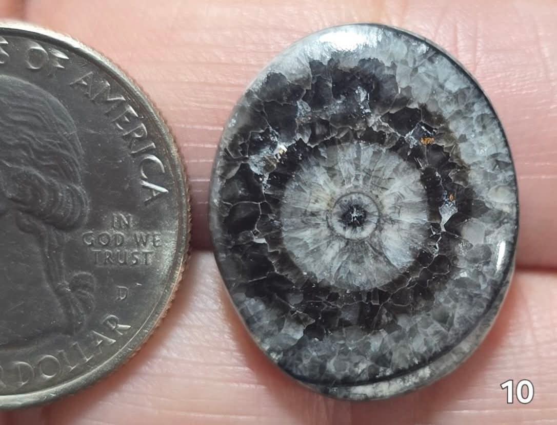 #10 Orthoceras Fossil