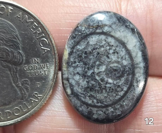 #12 Orthoceras Fossil