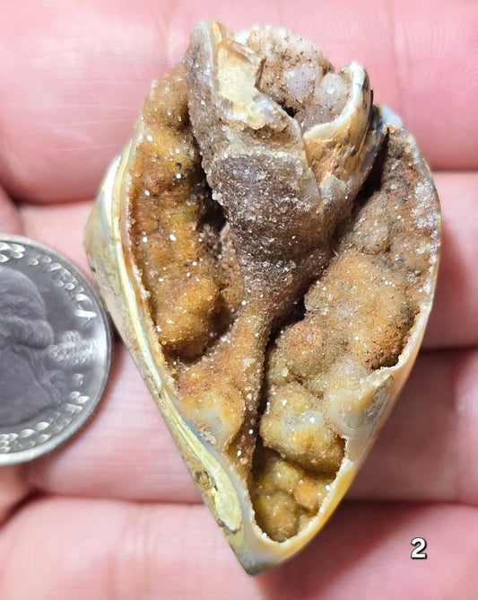 #2 Fossilized Druzy Spiralite Shell