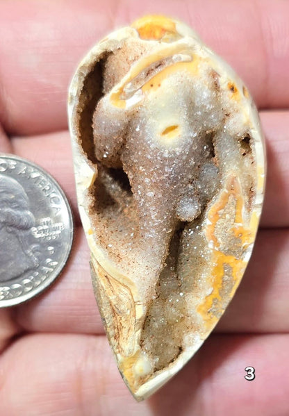 #3 Fossilized Druzy Spiralite Shell