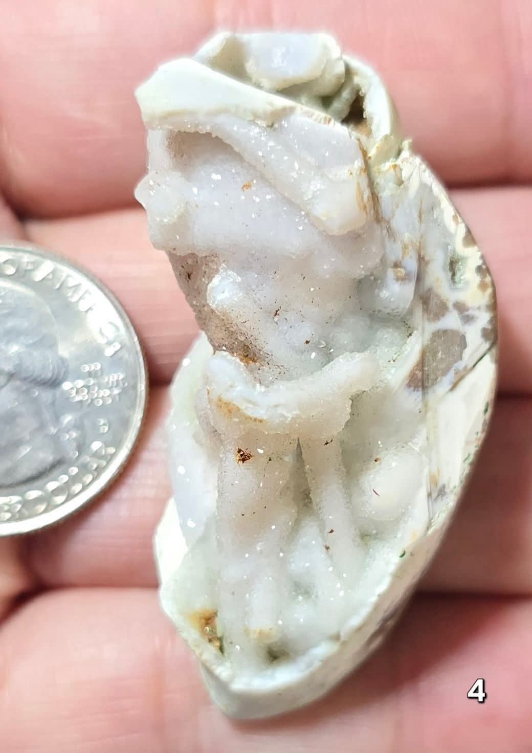 #4 Fossilized Druzy Spiralite Shell