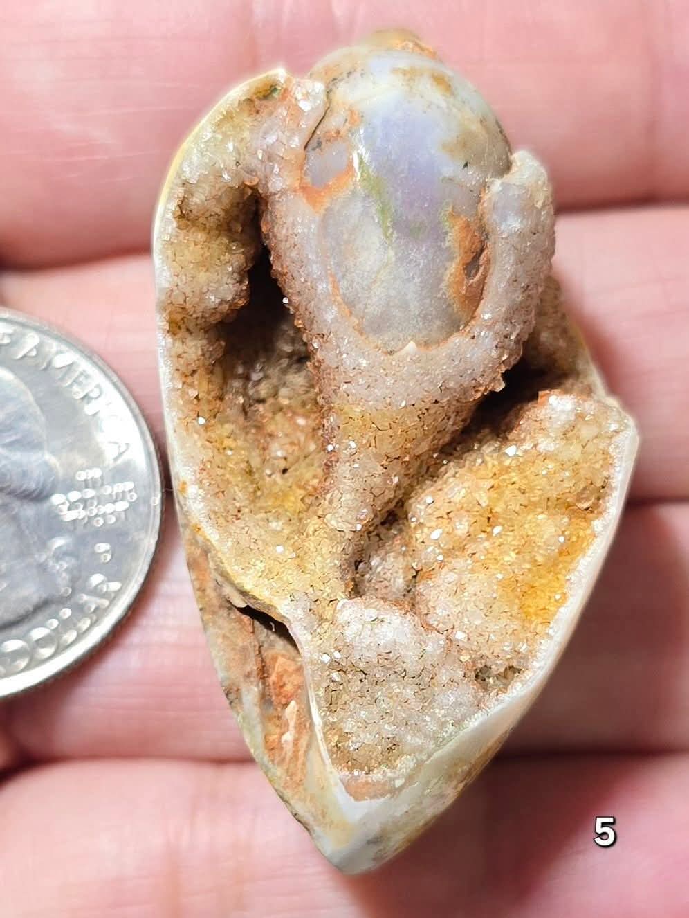 #5 Fossilized Druzy Spiralite Shell