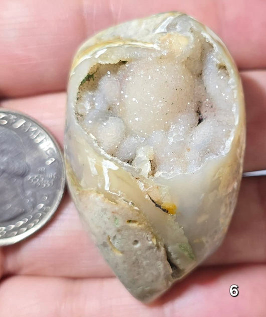 #6 Fossilized Druzy Spiralite Shell