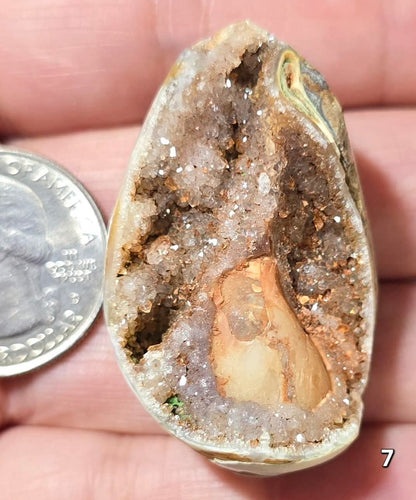 #7 Fossilized Druzy Spiralite Shell