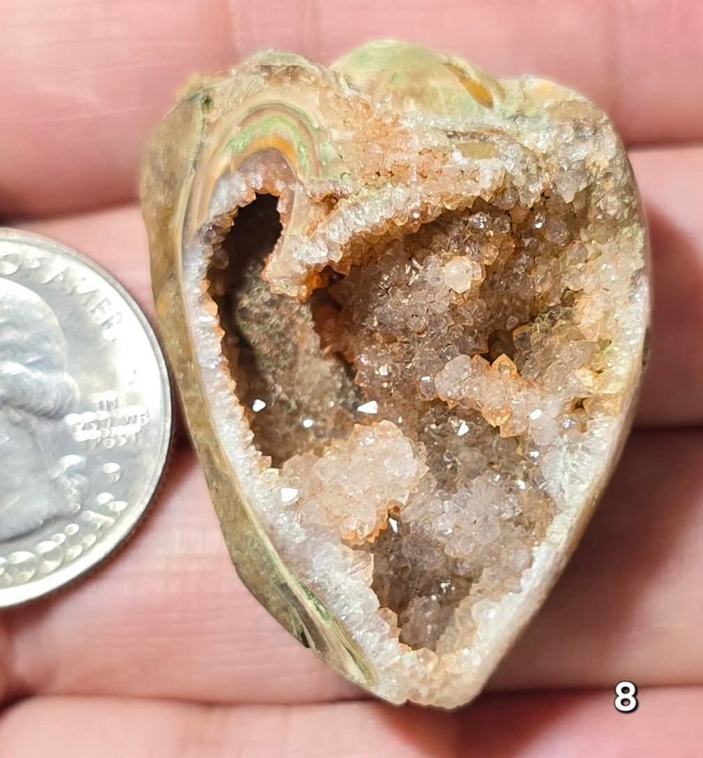 #8 Fossilized Druzy Spiralite Shell