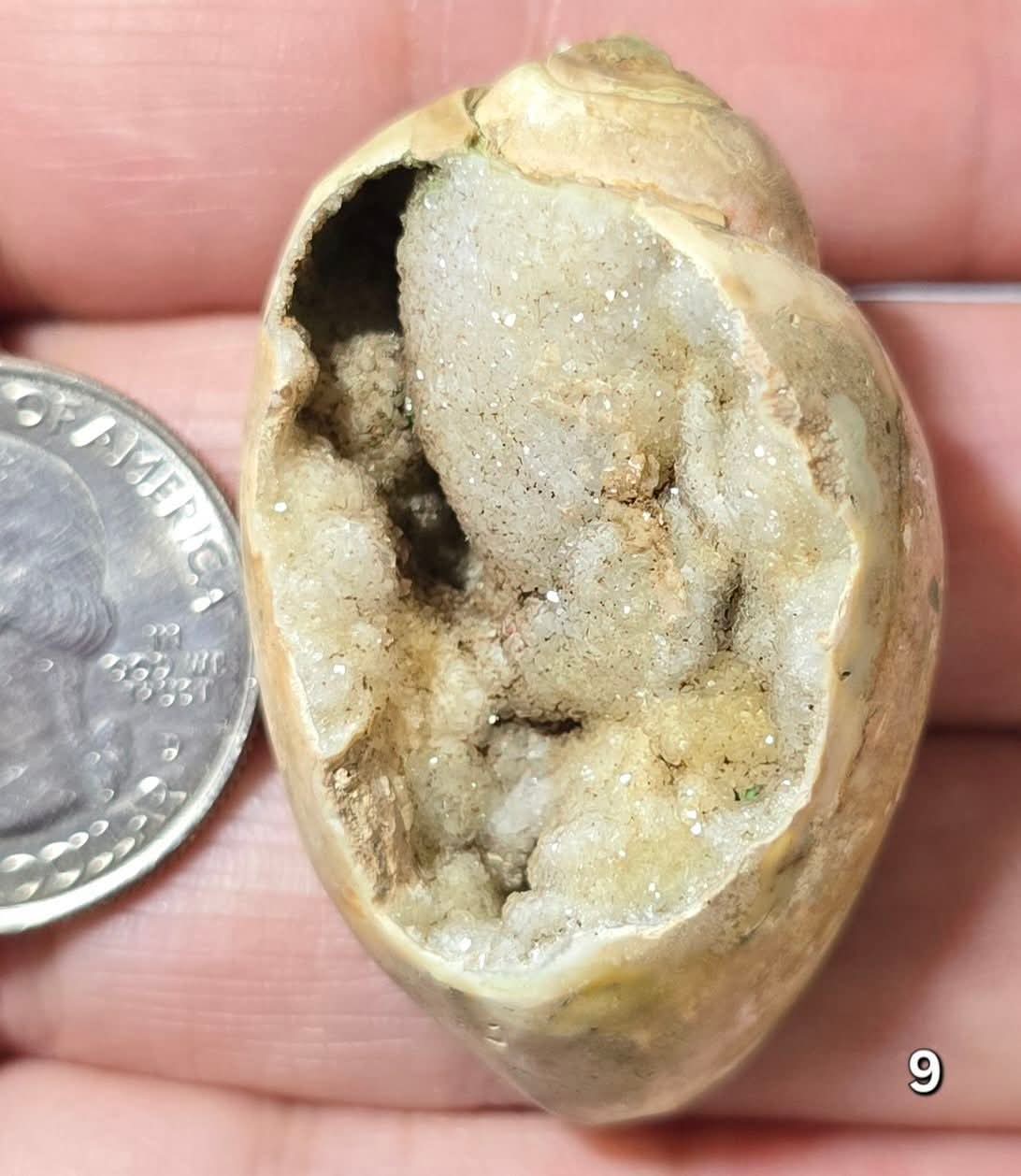 #9 Fossilized Druzy Spiralite Shell