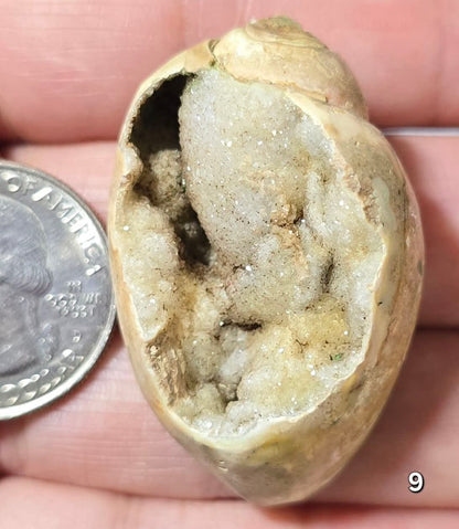 #9 Fossilized Druzy Spiralite Shell