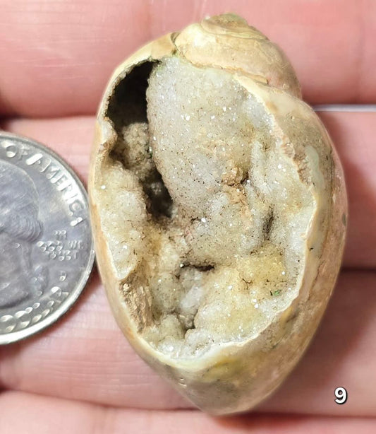 #9 Fossilized Druzy Spiralite Shell