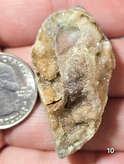 #10 Fossilized Druzy Spiralite Shell