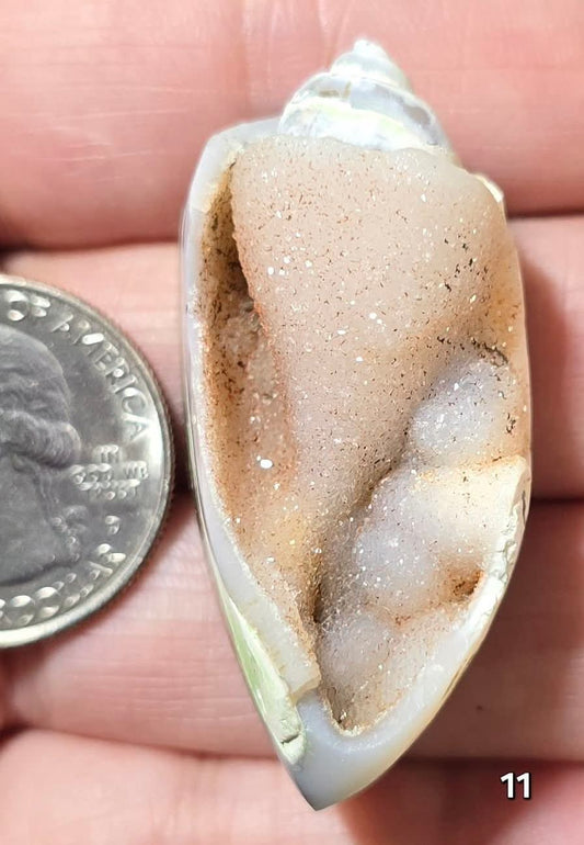 #11 Fossilized Druzy Spiralite Shell