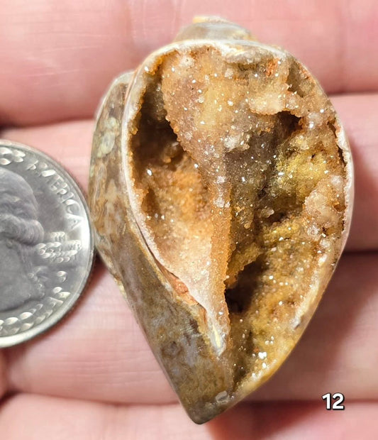 #12 Fossilized Druzy Spiralite Shell