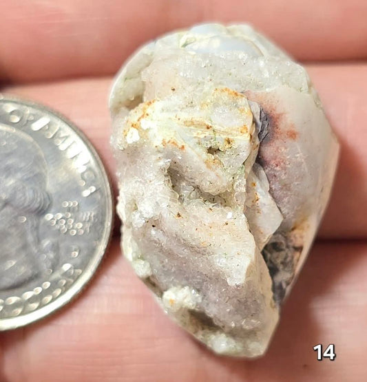 #14 Fossilized Druzy Spiralite Shell