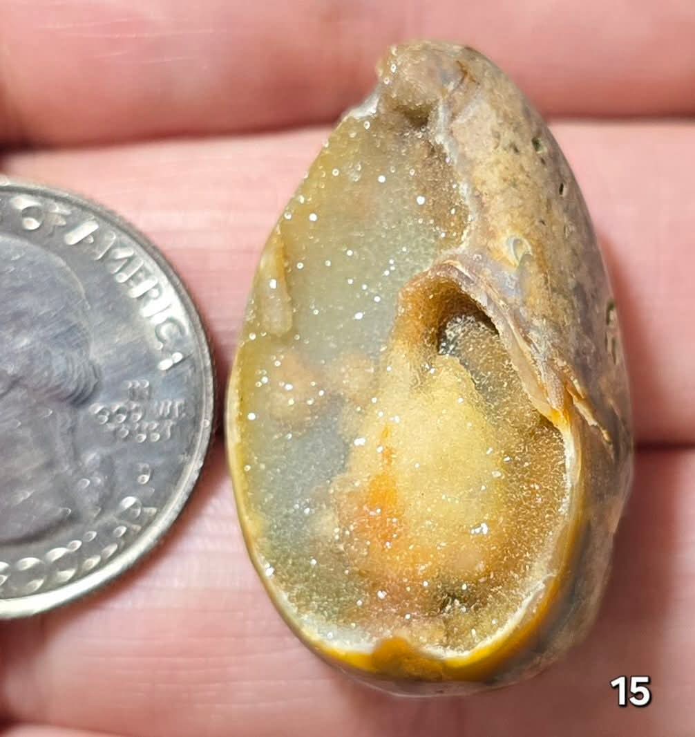 #15 Fossilized Druzy Spiralite Shell