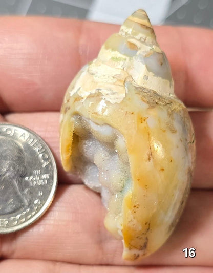 #16 Fossilized Druzy Spiralite Shell