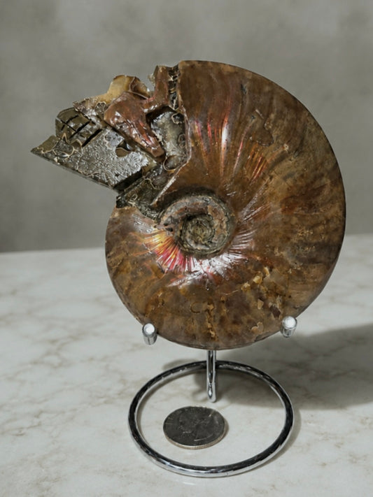 4.5" Carved Iridescent Ammonite Skull Display Specimen