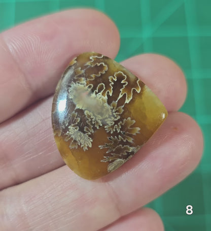 #8 Flash Ammonite Fossil