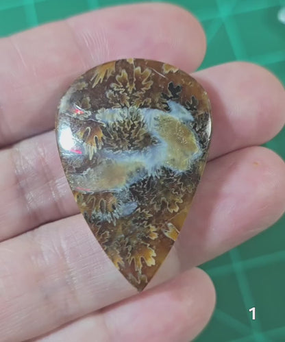 #1 Flash Ammonite Fossil