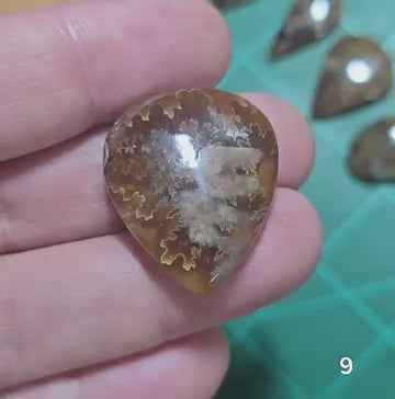 #9 Flash Ammonite Fossil