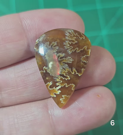 #6 Flash Ammonite Fossil