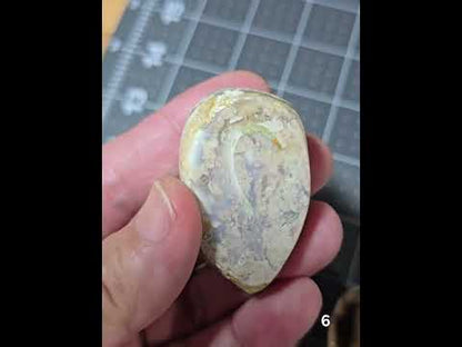 #6 Fossilized Druzy Spiralite Shell