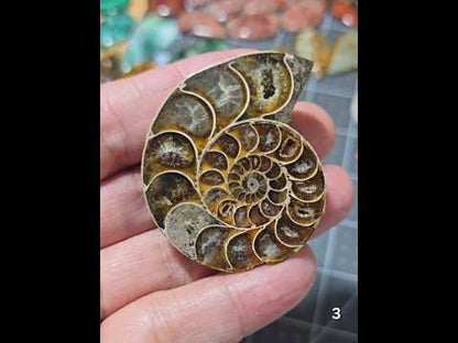 #3 Ammonite Fossil Slice