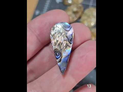 #13 Abalone Shell