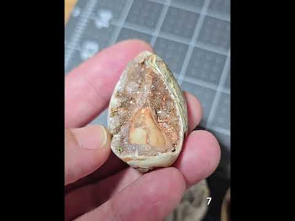 #7 Fossilized Druzy Spiralite Shell