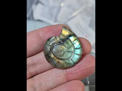 #1 Carved Shell Labradorite Cabochon