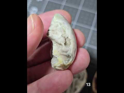 #13 Fossilized Druzy Spiralite Shell