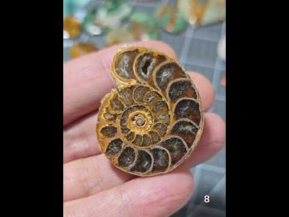 #8 Ammonite Fossil Slice