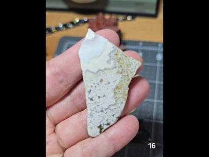 #16 Crazy Lace Agate Slice