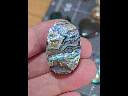 #7 Abalone Shell