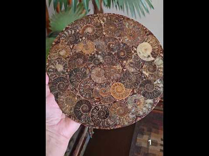 #1 10" Ammonite Fossil Plate