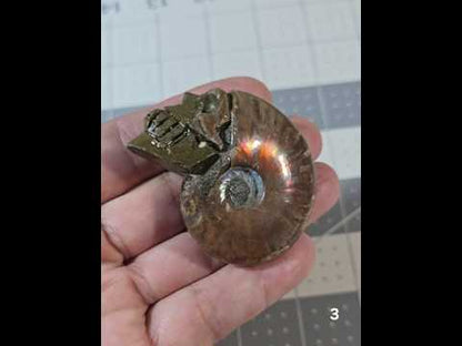 #3 Carved Iridescent Ammonite Skull Display Specimen