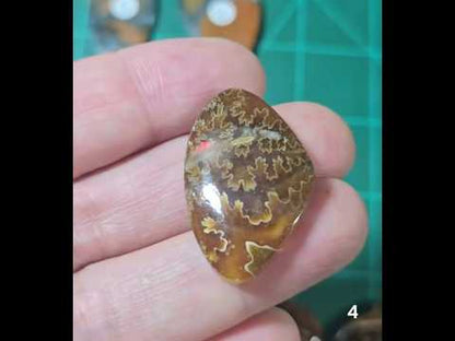 #4 Flashy Ammonite Fossil