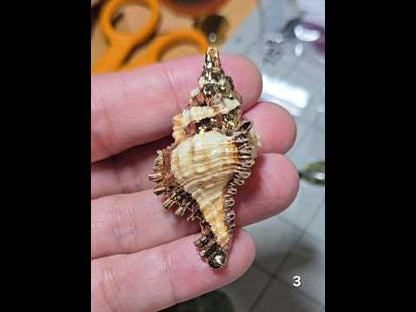 #3 Gold Electroplated Conch Shell