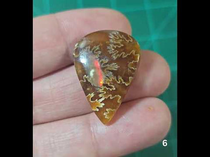 #6 Flashy Ammonite Fossil