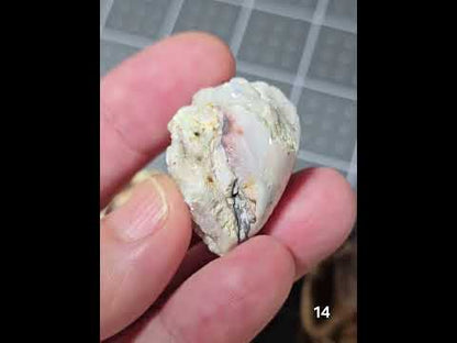 #14 Fossilized Druzy Spiralite Shell