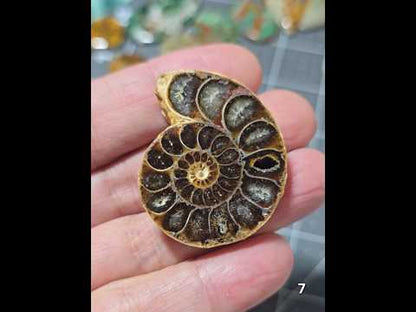 #7 Ammonite Fossil Slice