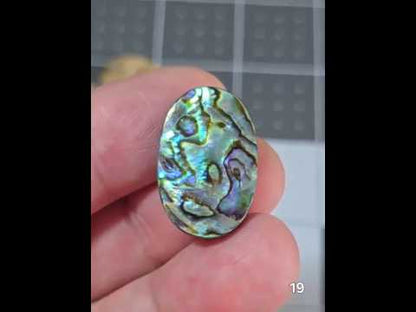 #19 Abalone Shell